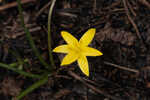 Fringed yellow star-grass